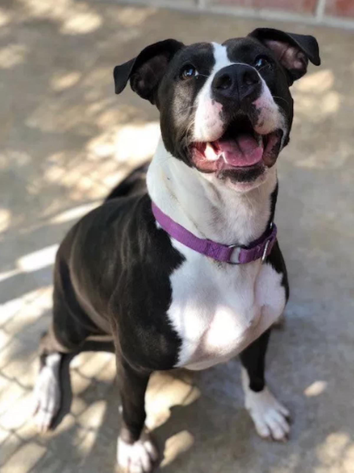20 Adoptable Dogs in San Antonio That Want to Live Their Best Life With