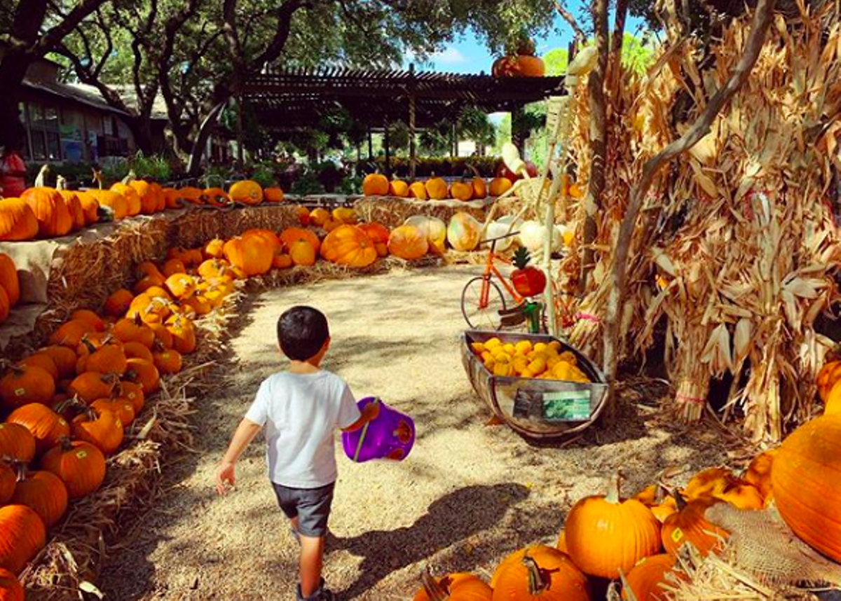 26 San Antonio Area Pumpkin Patches Corn Mazes To Explore This 26 San Antonio Area Pumpkin Patches