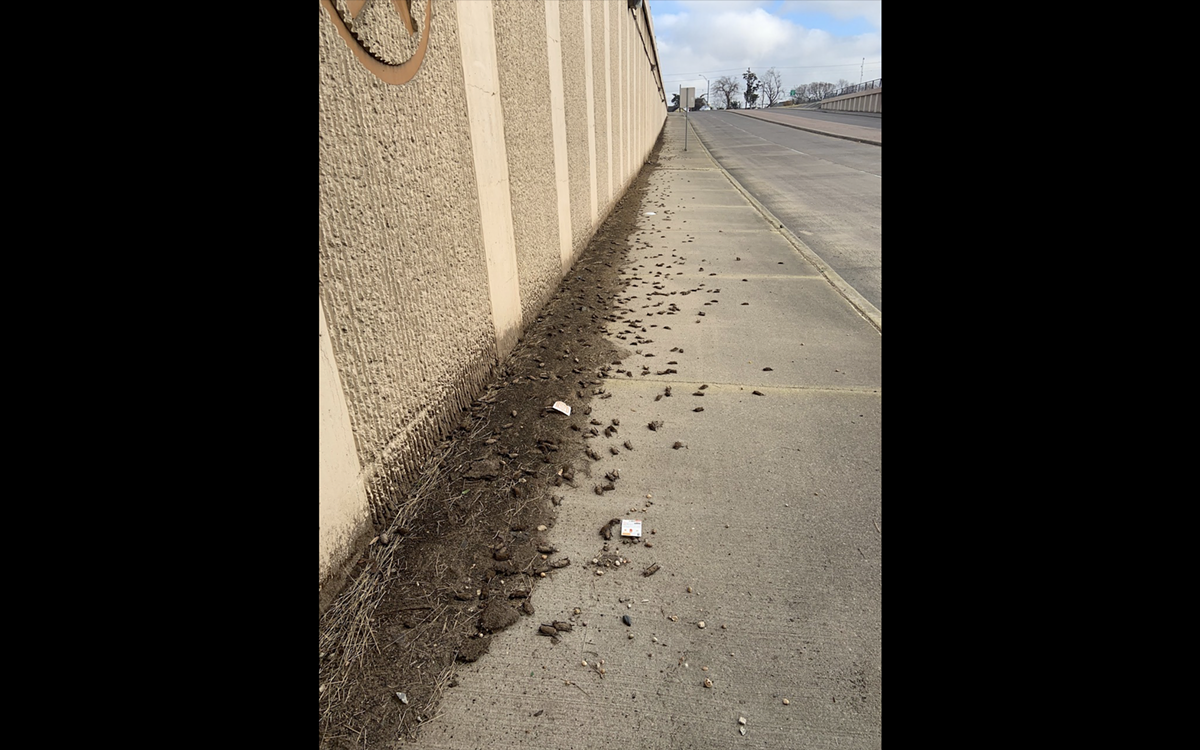 Texas Parks and Wildlife wants citizen observers to help it study bat fatalities from winter storm - Vimarsana News
