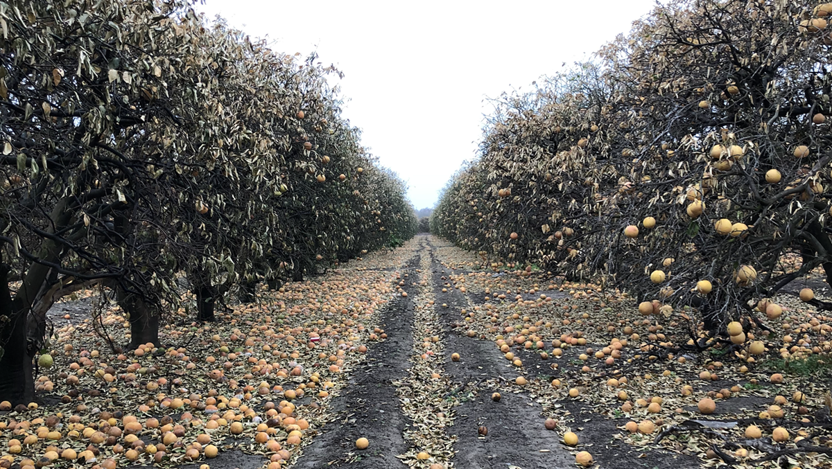 Texas citrus industry sees at least $230 million in losses due to February's winter storm - Vimarsana News