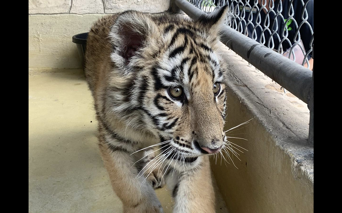 San Antonio Zoo takes custody of confiscated tiger cub and bobcat - Vimarsana News
