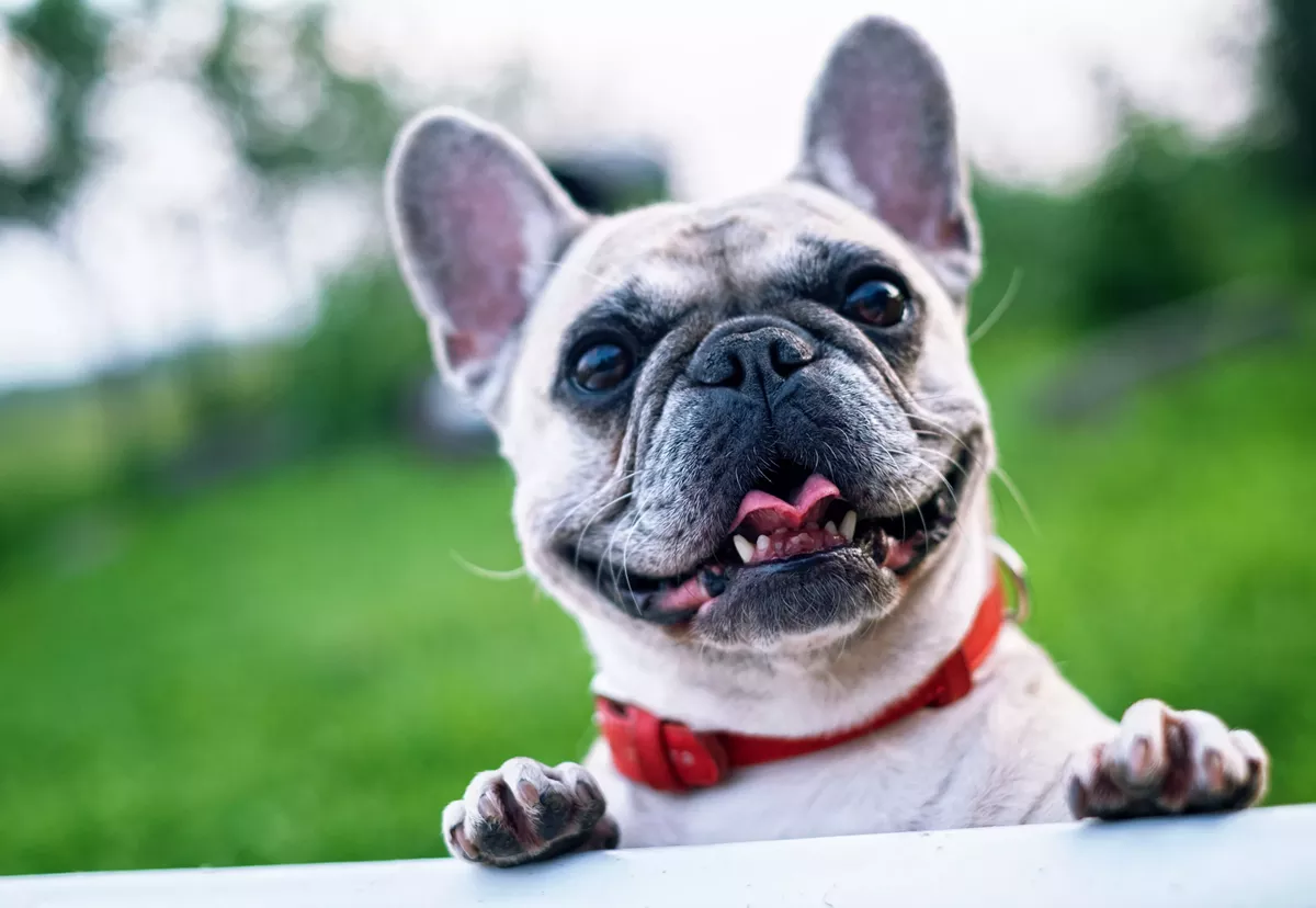 DoodyCalls pet poop-scooping service launches San Antonio franchise - Vimarsana News