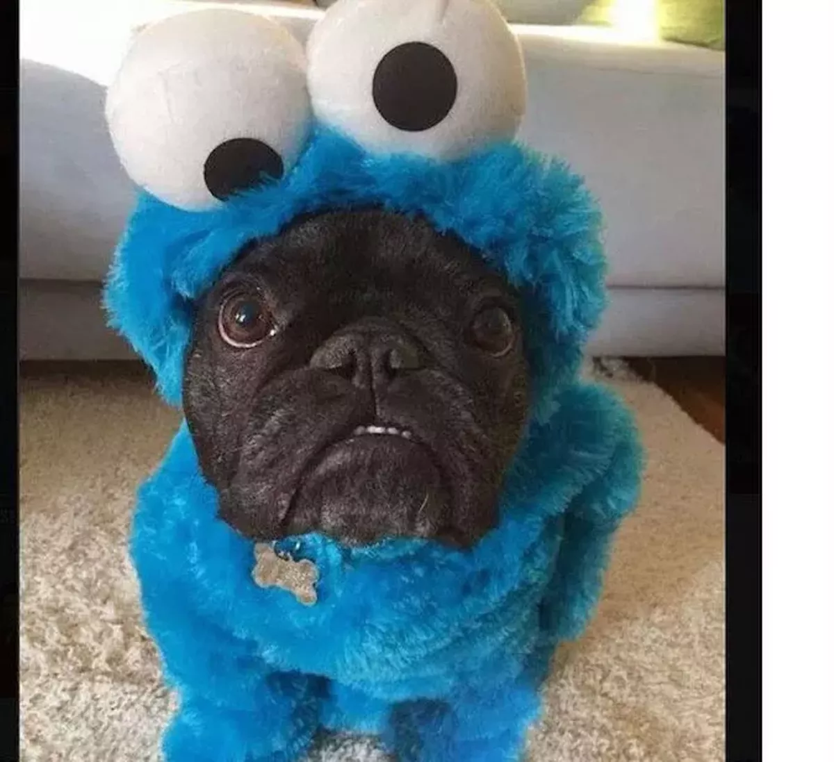 23 adorably genius halloween costumes for pets