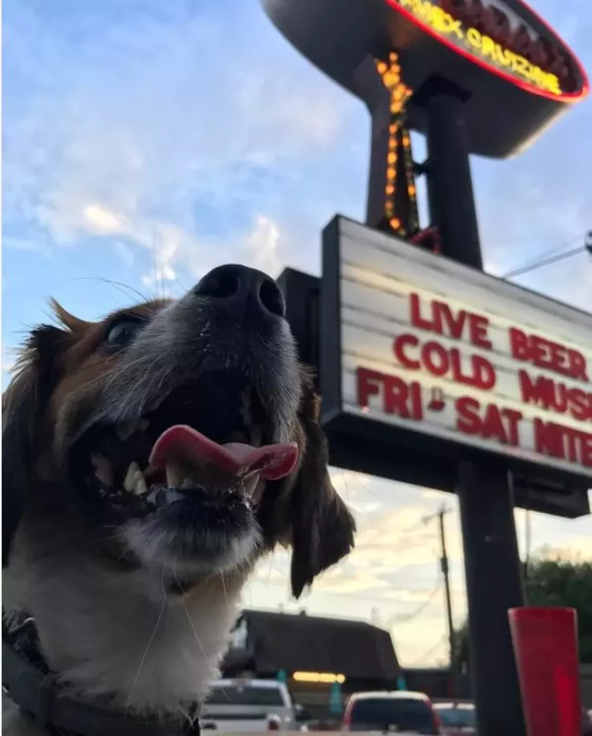 20 San Antonio Bars Where You Can Pretty Much Always Pet a Dog San
