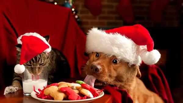 christmas-cat-and-dog-1440x2560.jpeg