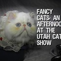 Fancy Cats: An Afternoon at the Utah Cat Show (Video)