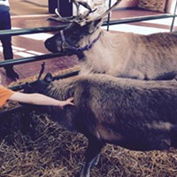 How angry should we be about Valley Fair Mall's live reindeer exhibit?