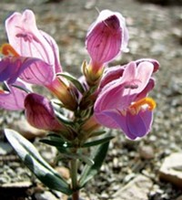 News | Rescue Me: A tiny purple wildflower in Utah's oil-shale fields struggles against a &ldquo;drill-baby-drill&rdquo; mentality.
