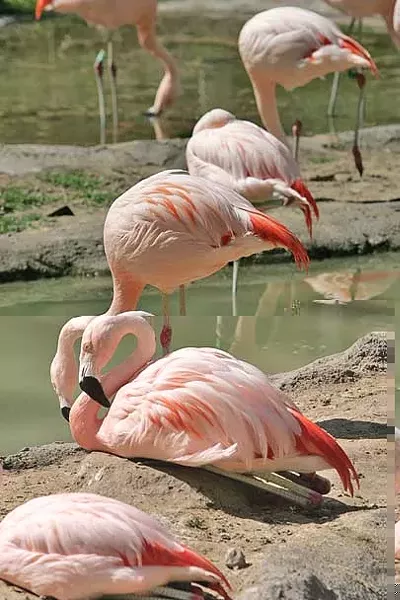 tracyaviary_neilkod.jpg