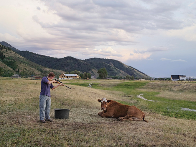 Adam, a Wyoming schoolteacher, helps the Mortensen family kill and butcher a Hereford cow. The Mortensens own the last remaining ranch within Afton town limits. Their neighbors sold and developed the surrounding property during the housing boom of the past decade. - LUCAS FOGLIA