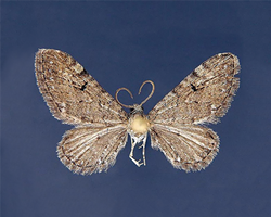 Eupithecia nabokovi : The pug that Nabokov found at Alta Lodge in 1943 - © JIM VARGO - MOTHPHOTOGRAPHERSGROUP