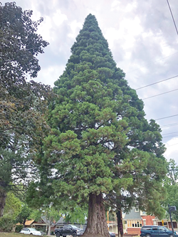 giant_sequoia_by_smiths_2.png