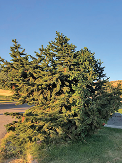 rocky_mountain_bristlecone.png