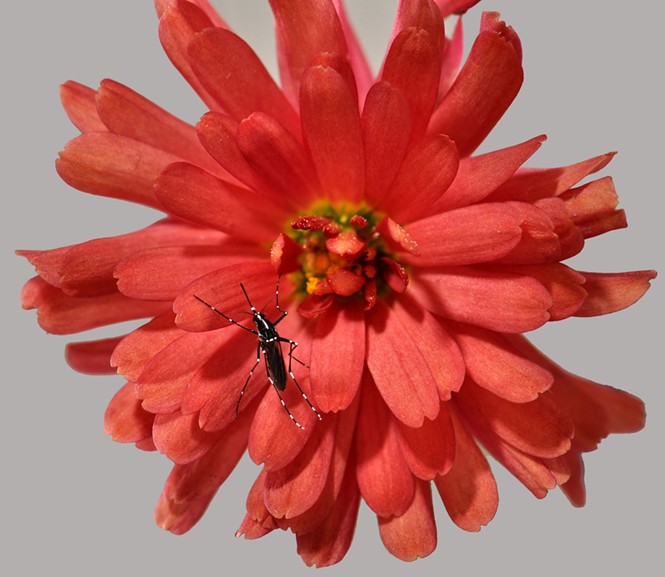 Aedes albopictus mosquito on flower - ARY FARAJI