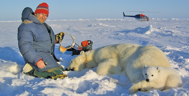 Ian Stirling, co-author of 32 papers in the 92-paper database, removing satellite radio from female with cub. - COURTESY POLAR BEARS INTERNATIONAL