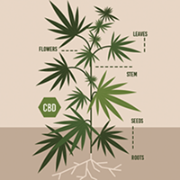 Both Delta-8 and delta-9 THC will get you high, but experts say it's smart to know the difference.