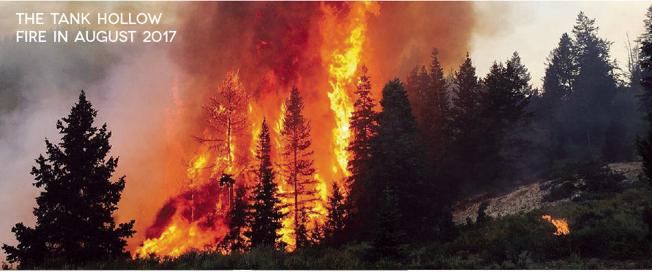U.S. FOREST SERVICE