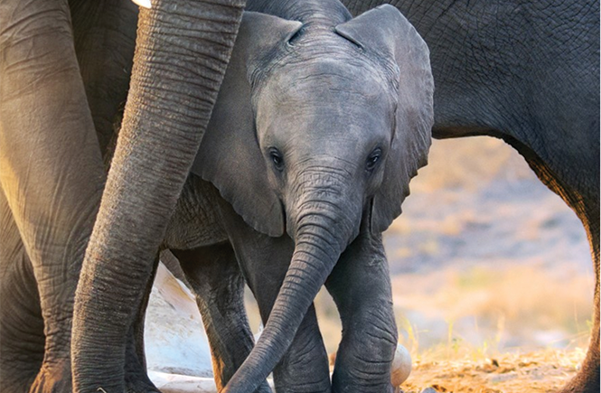 Ivory towers: Little baby Jomo in Elephant. - DISNEYNATURE