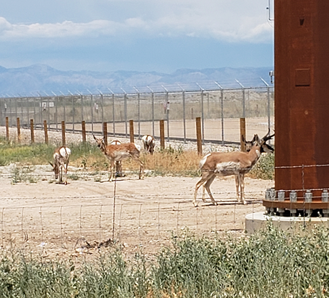 A group of pronghorn—the fastest land mammal in the western hemisphere—stand quizzically near an electrical substaion.