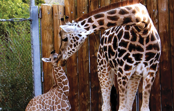Public funding through Zoo, Arts & Parks helped keep doors open - COURTESY PHOTO