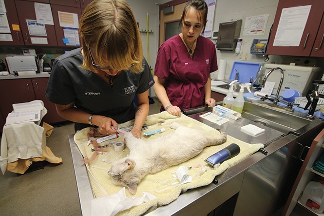 Salt Lake County veterinary technicians Stephany Blandard and Rae Varian perform a mastectomy on Jolie, a stray cat. Jolie survived the procedure and was later adopted.