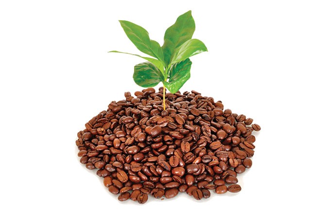 organic-coffee-grounds.jpg