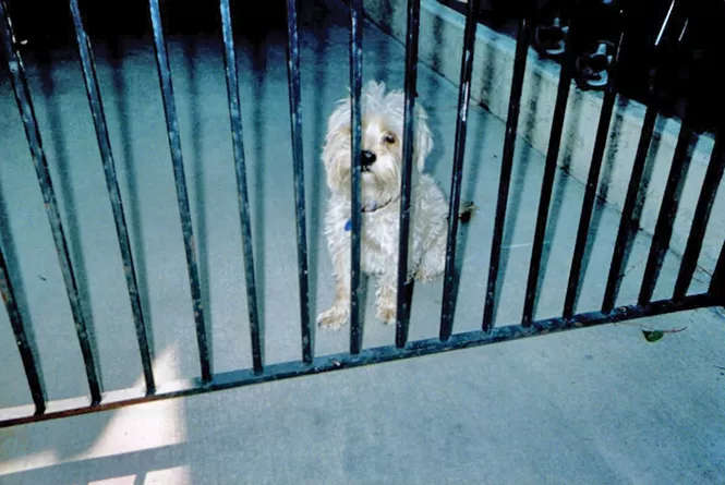 Gloria Saputo's dog, Suzy, a Shih Tzu/poodle mix. - COURTESY PHOTO