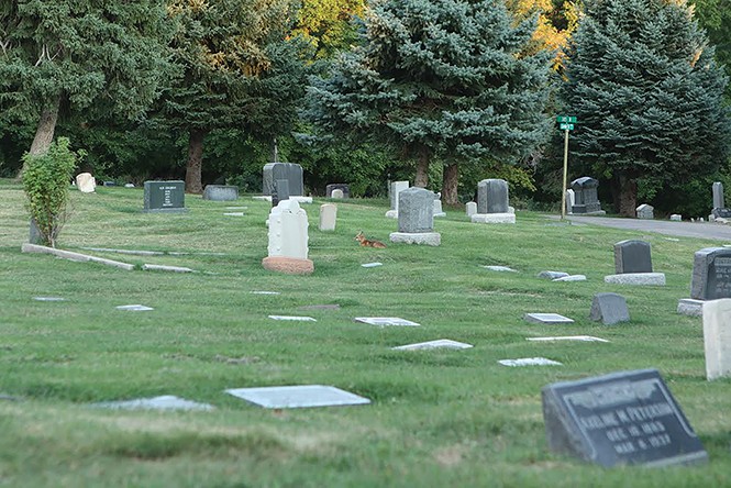A red fox (Vulpes vulpes) rests peacefully among the gravestones at Salt Lake City Cemetery. - DW HARRIS