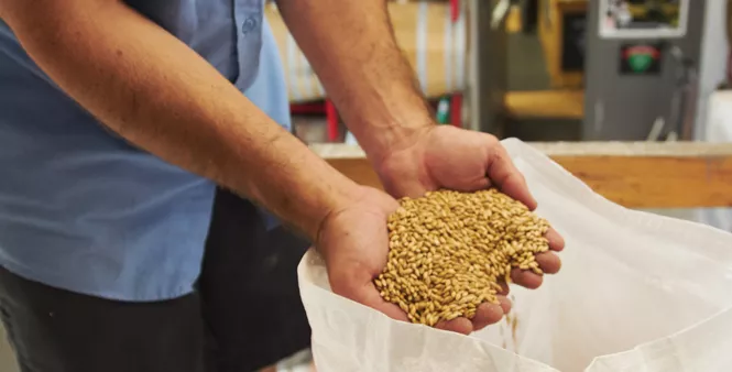 2. Brewmaster Kevin Templin sifts through grain imported to Red Rock from Germany.