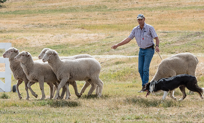 Soldier Hollow Classic Sheepdog Competition 2024 preview - Vimarsana News