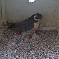 Watch These Newly Hatched Baby Falcons, Because Baby Falcons