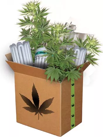 box_of_weed.jpg