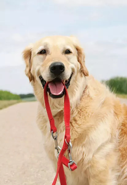 petpage_110818.jpg