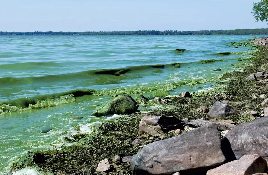 Algae washing ashore on Lake Champlain - FILE: KATHRYN FLAGG