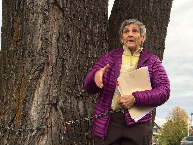 Ann Taylor does not want this tree to be cut down. - JOHN JAMES
