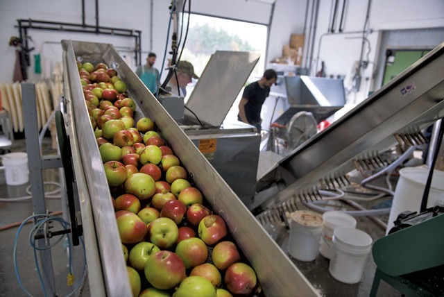 Apples being fed into a grinder prior to pressing at Happy Valley Orchard - CALEB KENNA
