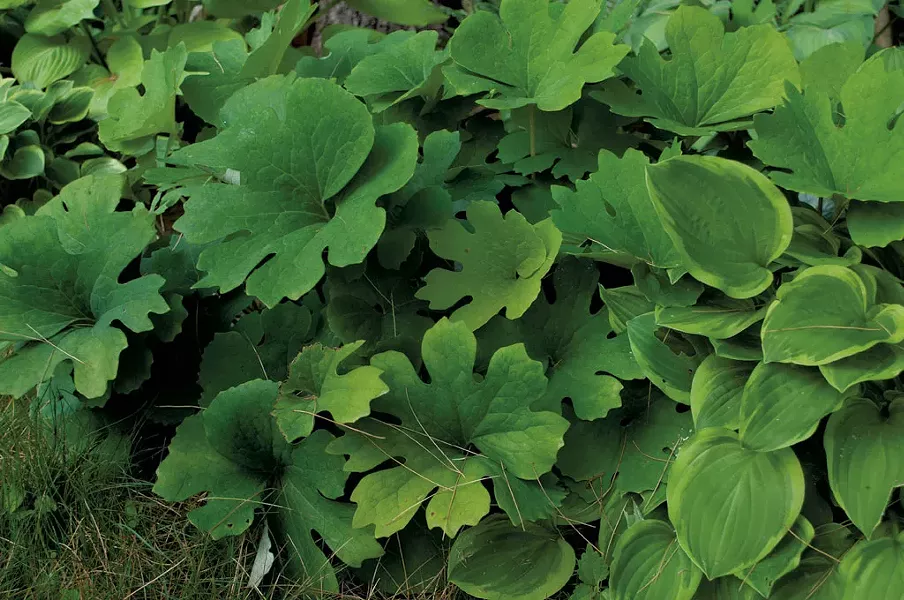 bloodroot
