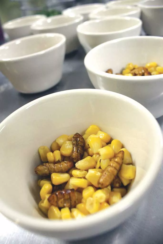 Corn and silkworms
