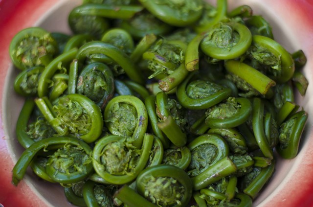 Fiddleheads are one of spring's most coveted wild edibles. - HANNAH PALMER EGAN