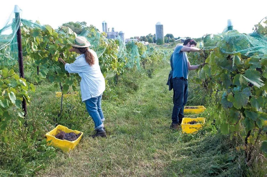 Harvesting grapes in Vergennes