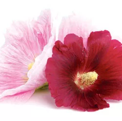 summerguide-bloomtown.jpg