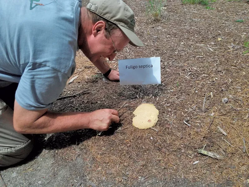 Kent McFarland with Fuligo septica, dog vomit slime mold - ETHAN DE SEIFE