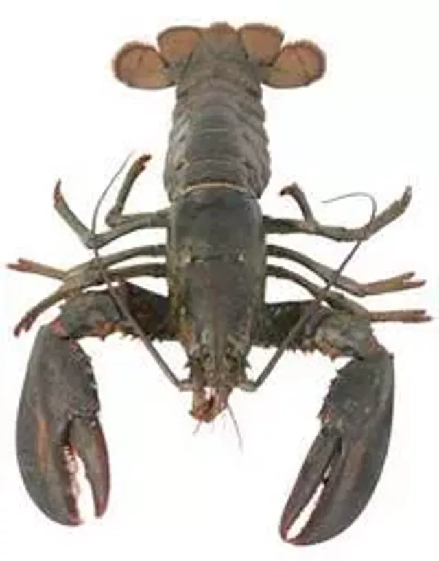 lobster lovin food news seven days vermont s independent voice