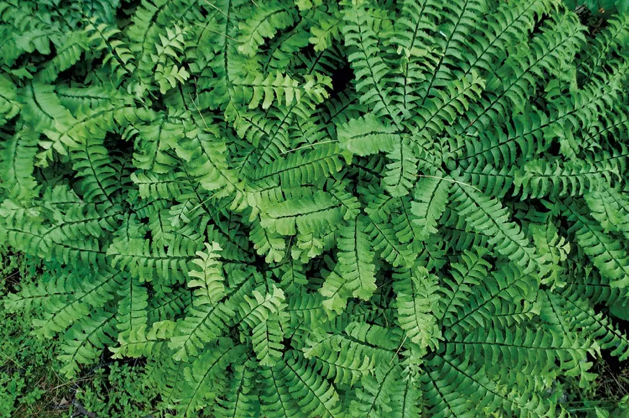 maidenhair