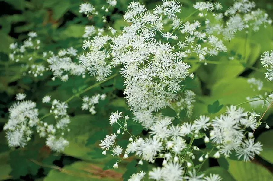 meadow rue