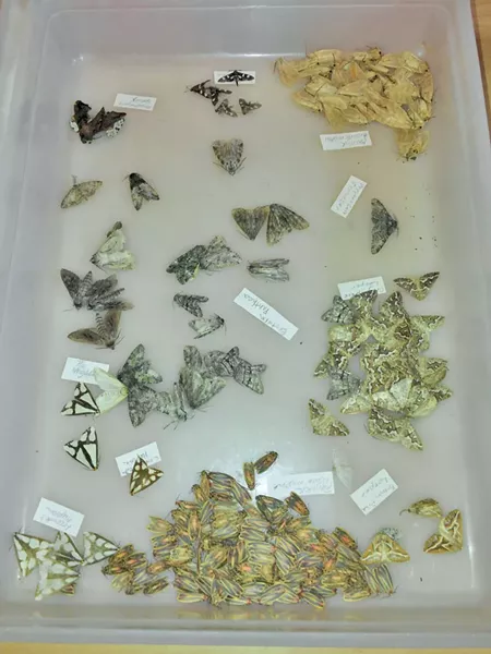 Moth species turned up during BioBlitz - ETHAN DE SEIFE