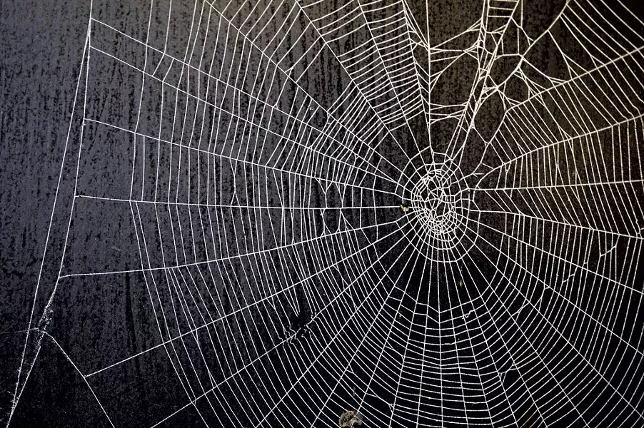 One of the Knights' spiderweb plaques - JEB WALLACE-BRODEUR