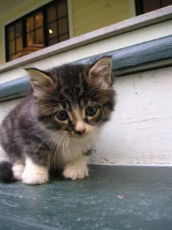 purrrfect-portraits.jpg