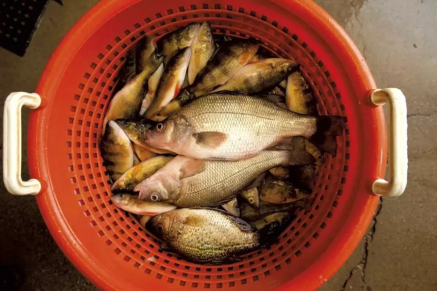 Perch and crappie - MATTHEW THORSEN