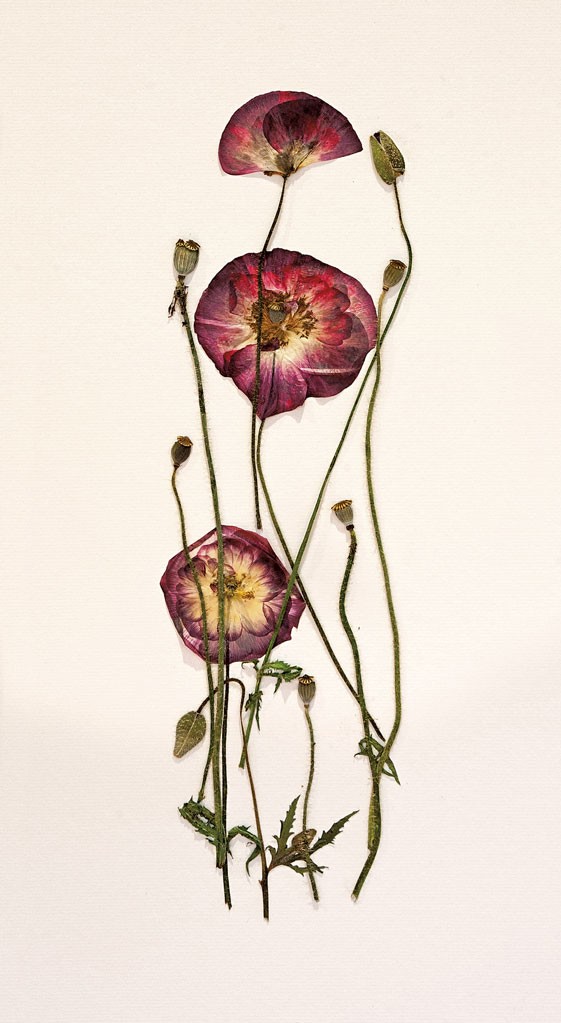Poppies by Maggie Lake, 2014